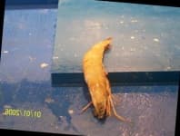 Sample 6 – Shrimp