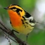 Sample 5 – Blackburniam warbler