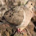 Sample 4 – Mourning dove