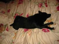 Sample 2 – Schipperke