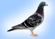 Sample 2 – Pigeon