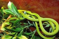 Sample 6 – Vine snake