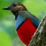 Sample 1 – Red bellied pitta