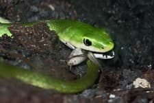 Sample 6 – Green snake