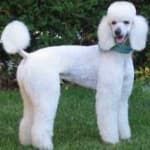 Sample 3 – Poodle