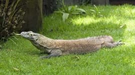 Sample 4 – Komodo dragon