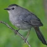 Sample 4 – Gray catbird