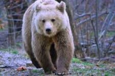 Sample 6 – Bear
