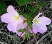 Sample 3 – Pink primrose