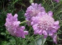 Sample 5 – Pincushion flower