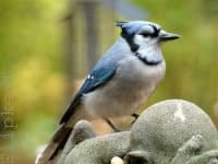 Sample of Jay