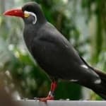 Sample 5 – Inca tern