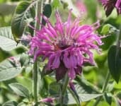Sample 6 – Bee balm