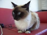 Sample 4 – Birman
