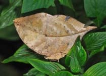 Sample 1 – Leaf
