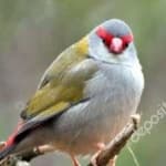 Sample 6 – Red browed finch