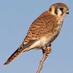 Sample 1 – American kestrel