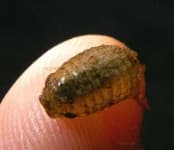 Sample 1 – Isopod