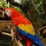 Sample 2 – Scarlet macaw