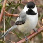 Sample 4 – Black capped chickadee