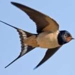 Sample 4 – Barn swallow