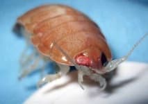 Sample 4 – Isopod