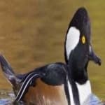 Sample of Hooded merganser