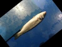 Sample 5 – Sea bass