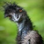 Sample 6 – Emu