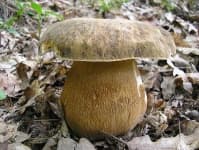 Sample 6 – Boletus