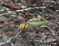 Sample 4 – Grasshopper