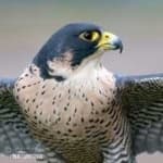 Sample 3 – Peregrine falcon