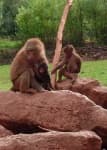 Sample 3 – Baboon