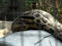 Sample 1 – Snow leopard