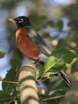 Sample 1 – Robin