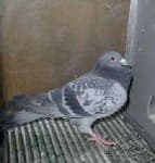 Sample 5 – Pigeon