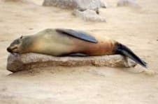 Sample 6 – Sea lion