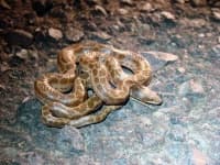 Sample 2 – Night snake