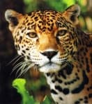 Sample 5 – Jaguar