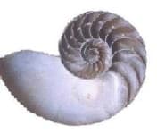 Sample 6 – Nautilus