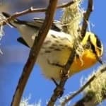 Sample 2 – Blackburniam warbler