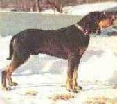 Sample 6 – Black and tan coonhound
