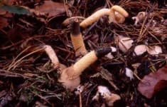 Sample 2 – Stinkhorn