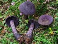 Sample 1 – Cortinarius