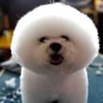 Sample of Bichon frise