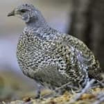 Sample 3 – Blue grouse