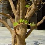 Sample 4 – Foliage