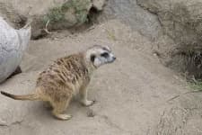 Sample 5 – Meerkat