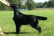 Sample 2 – Flat coated retriever