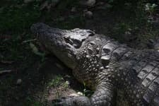 Sample 4 – African crocodile